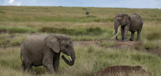 Kenia Gruppenreise | Tinta Tours Erlebnisreisen