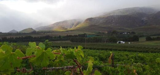 Südafrika Gruppenreise | Tinta Tours Erlebnisreisen
