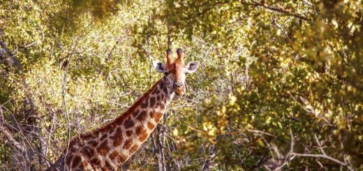 Südafrika Gruppenreise | Tinta Tours Erlebnisreisen