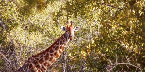 Südafrika Erlebnisreise | Tinta Tours Erlebnisreisen
