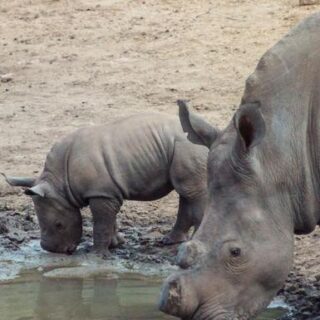 Botswana Gruppenreise | Tinta Tours Erlebnisreisen