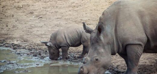 Botswana Gruppenreise | Tinta Tours Erlebnisreisen