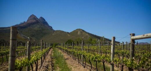 Südafrika Gruppenreise | Tinta Tours Erlebnisreisen