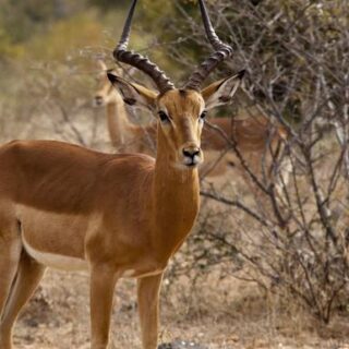 Simbabwe Gruppenreise | Tinta Tours Erlebnisreisen