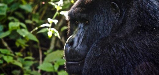 Ruanda Gruppenreise | Tinta Tours Erlebnisreisen