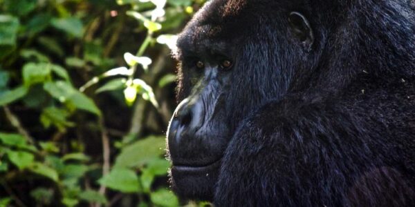Ruanda Erlebnisreise | Tinta Tours Erlebnisreisen