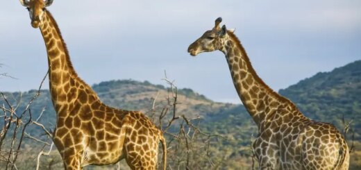 Kenia Gruppenreise | Tinta Tours Erlebnisreisen