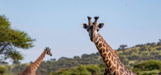 Tansania Gruppenreise | Tinta Tours Erlebnisreisen