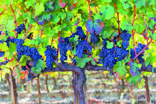 Vineyards,Of,Sagrantino,Di,Montefalco,In,Autumn,,Umbria,,Italy,,Europe
