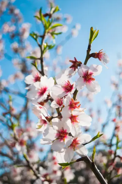 Mandelblüte - olly_plu - © olly_plu/Adobe.com - Erlebnisrundreisen.de