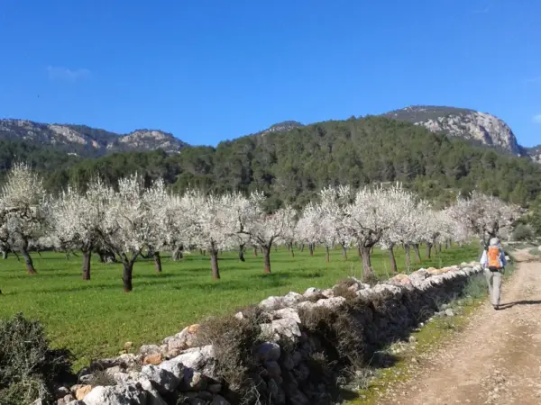 Mandelblüte auf Mallorca - Nicole Bea - Erlebnisrundreisen.de
