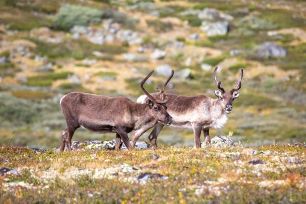 Two,Reindeer,Roam,Freely,Across,The,Vibrant,Green,Fields,Of