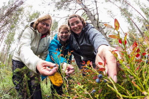 Wanderung mit Blaubeeren und Preiselbeeren sammeln während einer Paddeltour im Naturreservat Glaskogen.