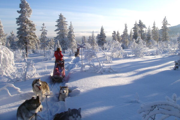 SE-Huskytour-7-Tage-im-Fulufjaell-Nationalpark-1