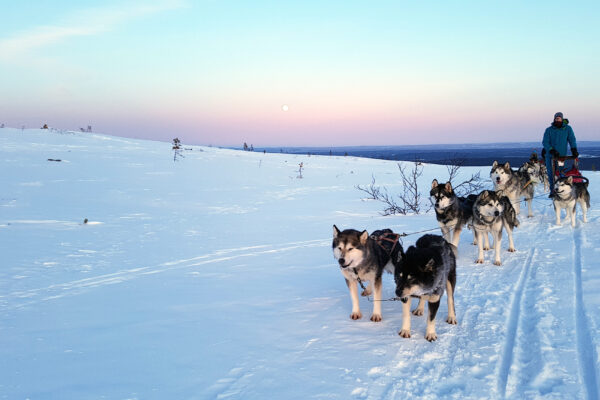 SE-Huskytour-7-Tage-im-Fulufjaell-Nationalpark-10