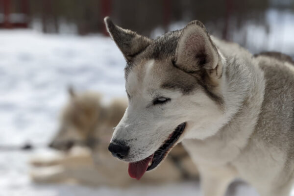 SE-Huskytour-7-Tage-im-Fulufjaell-Nationalpark-11