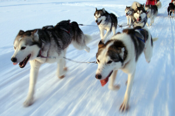 SE-Huskytour-7-Tage-im-Fulufjaell-Nationalpark-3