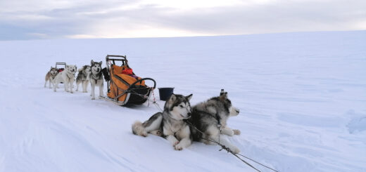 Huskytour 7 Tage im Fulufjäll Nationalpark Gruppenreise