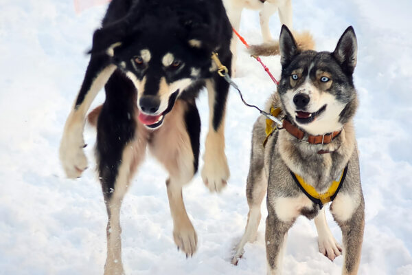 SE-Huskytour-7-Tage-im-Fulufjaell-Nationalpark-6