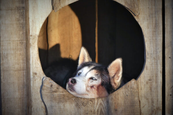 SE-Huskytour-7-Tage-im-Fulufjaell-Nationalpark-7