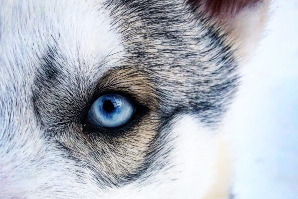 SE-Huskytour-7-Tage-im-Fulufjaell-Nationalpark-8
