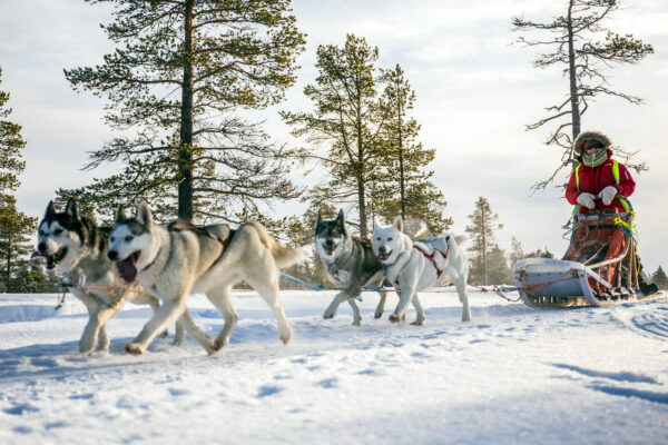 SE-Huskytour-7-Tage-im-Fulufjaell-Nationalpark-9