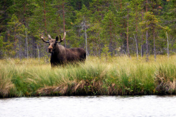 SE-Kanutour-Dalsland-8