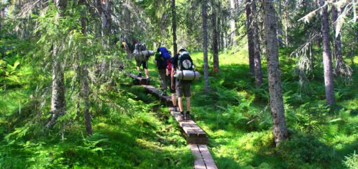Wildniswoche Fulufjäll Gruppenreise