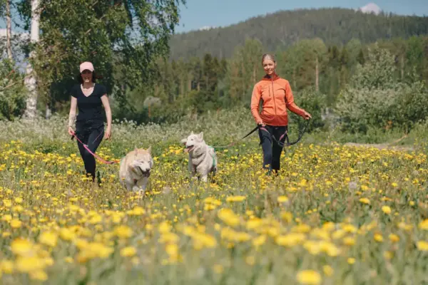 Tierische Freuden in Lappland - Granö Beckasin - © Granö Beckasin - Erlebnisrundreisen.de