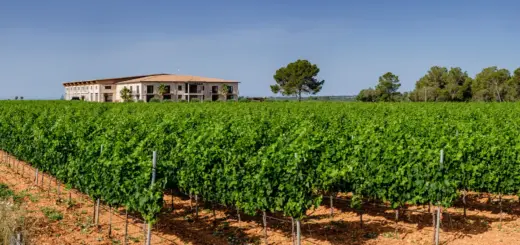 Bodega Vi Rey - Tolo - © Tolo / Adobe.com - Erlebnisrundreisen.de