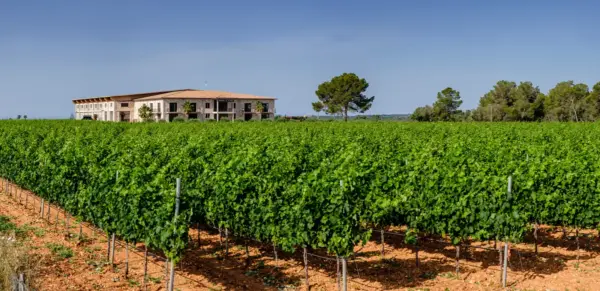 Bodega Vi Rey - Tolo - © Tolo / Adobe.com - Erlebnisrundreisen.de