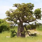 Senegal & Gambia – Begegnungen unterm Baobab