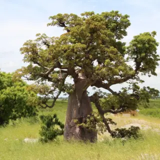 Senegal & Gambia – Begegnungen unterm Baobab