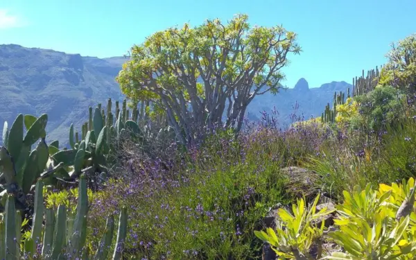 La Gomera – die schönsten Wanderziele