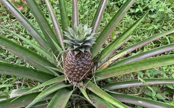 São Tomé & Príncipe – Schokoladeninseln im Atlantik