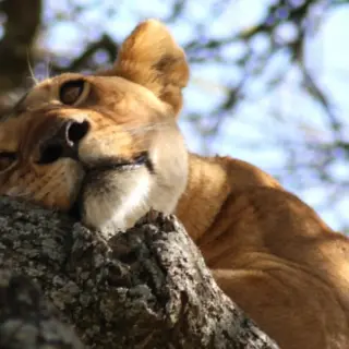 Tansania – Individuelle Kurz-Safari bis in die Serengeti