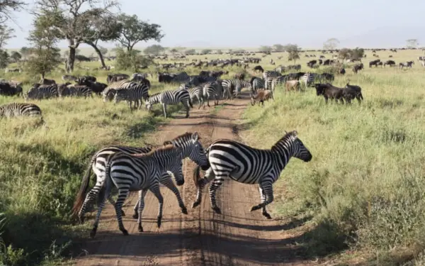 Tansania – Individuelle Kurz-Safari bis in die Serengeti