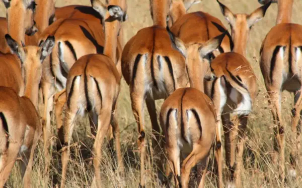 Tansania – Individuelle Kurz-Safari bis in die Serengeti