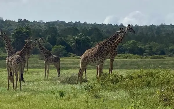 Tansania – Mount-Meru-Besteigung mit Safari im Arusha-Nationalpark