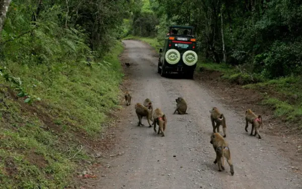 Tansania – Mount-Meru-Besteigung mit Safari im Arusha-Nationalpark